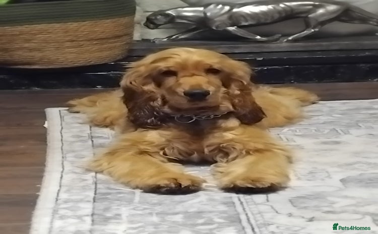 Cocker Spaniel dogs - Advert 7