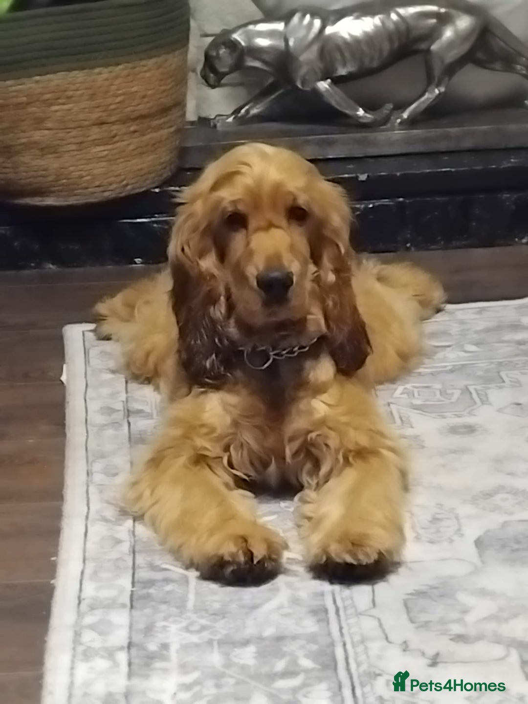 Cocker Spaniel dogs for sale: Beautiful Summer - Image 1