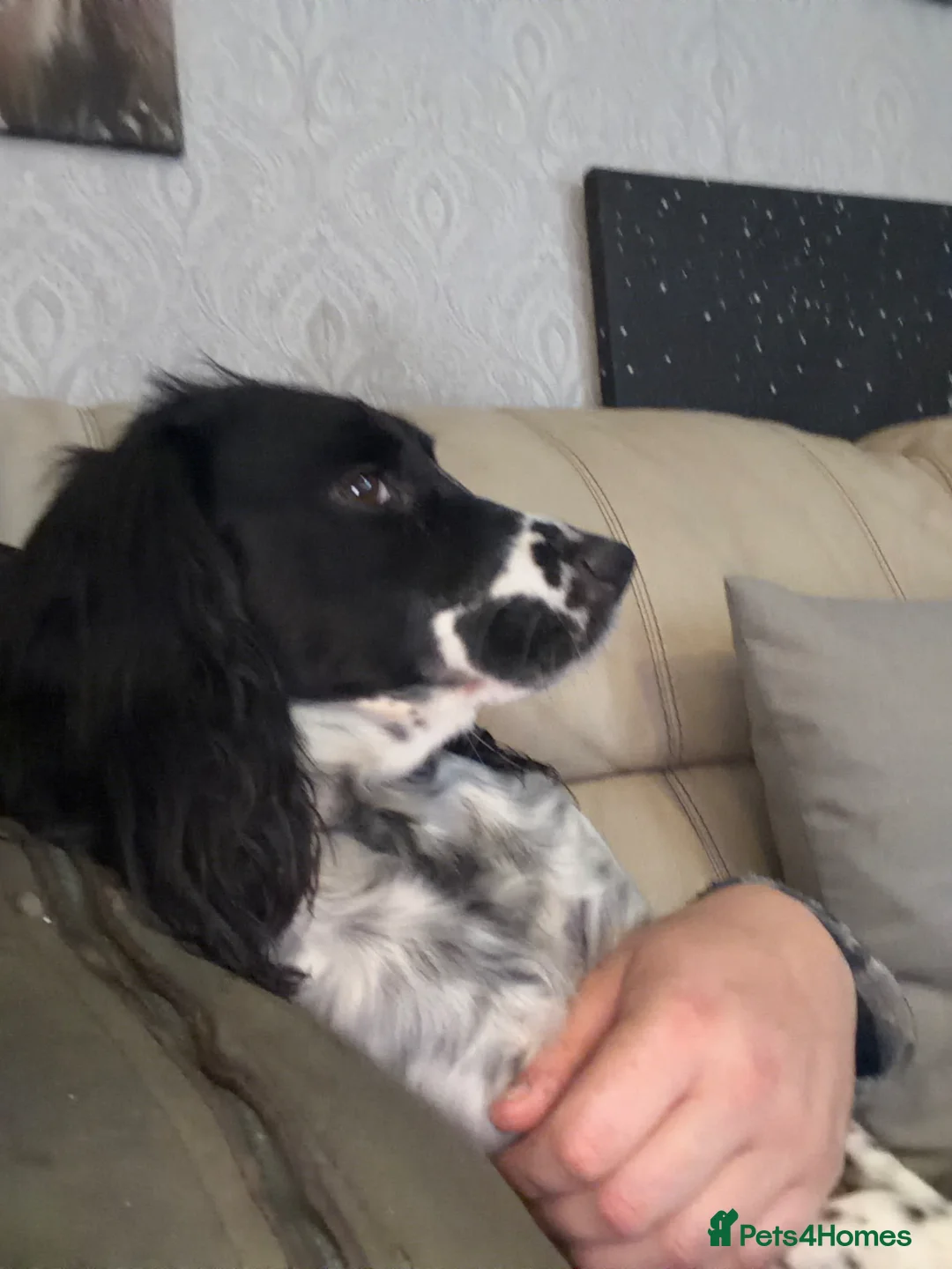 Cocker Spaniel dogs for sale: Beautiful working cocker spaniel puppies  in Aylesbury - Advert 1