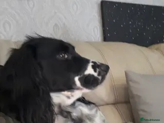 Cocker Spaniel dogs Beautiful working cocker spaniel puppies - Advert 3