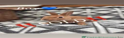 Mixed Breed rabbits for sale: Belgian hare x 3/4 Belgian hare (gorgeous babies)  - Advert 5