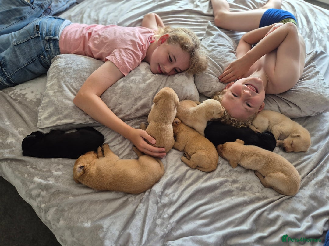 Labrador Retriever dogs for sale: Labrador 2 x boys left FTW Drakeshead Flycatcher   in Blackpool - Image 12