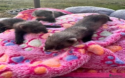 Ferret rodents for sale: Beautiful black ferret kits  - Image 5