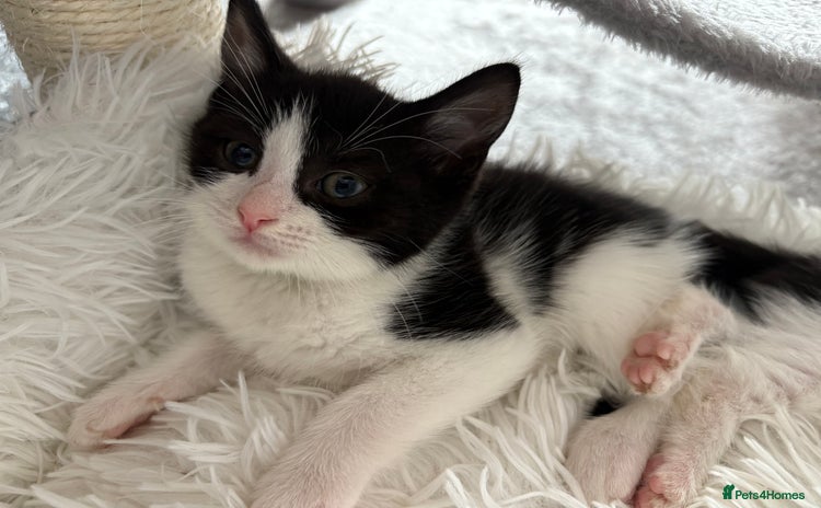 Domestic Shorthair cats - Advert 1