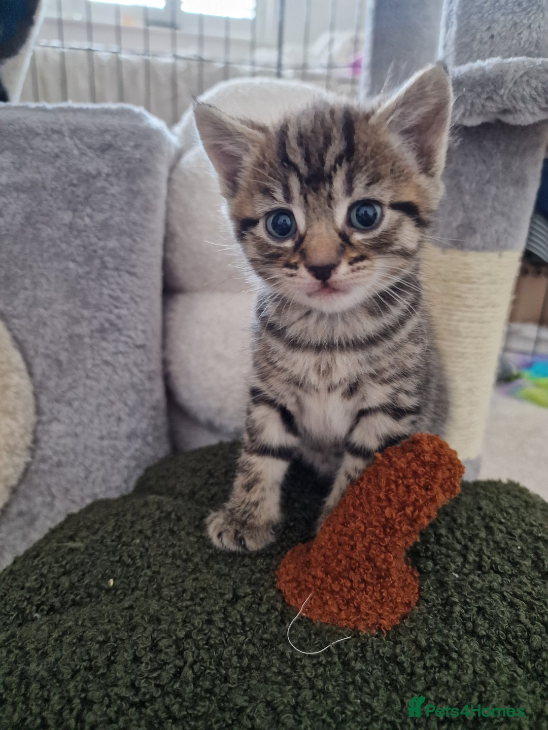 Mixed Breed cats for sale: Beautiful kittens for loving homes from 8th Aug  - Image 16