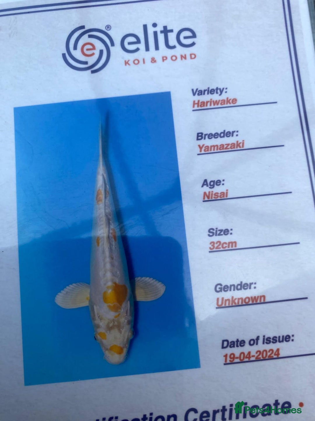 Koi Carp fish for sale: Koi fish - Image 19