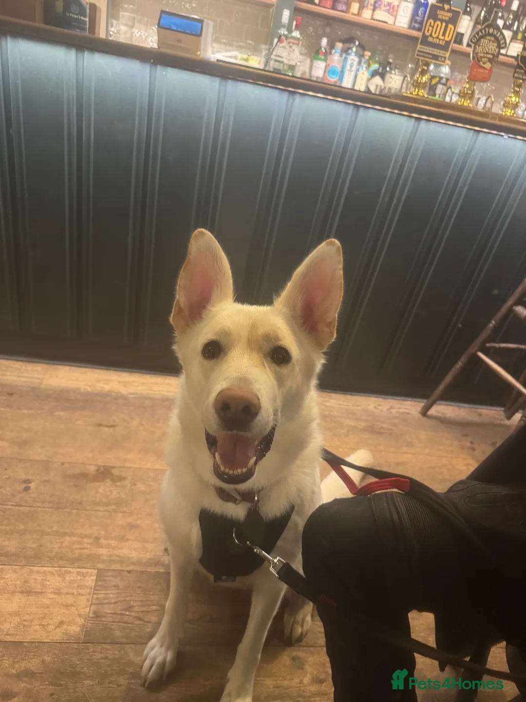 Shepsky dogs for sale: 9 shepsky puppies available 31.01 - Advert 1