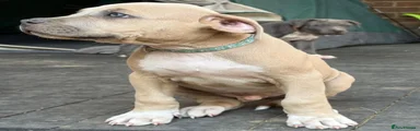 American Staffordshire Terrier 8