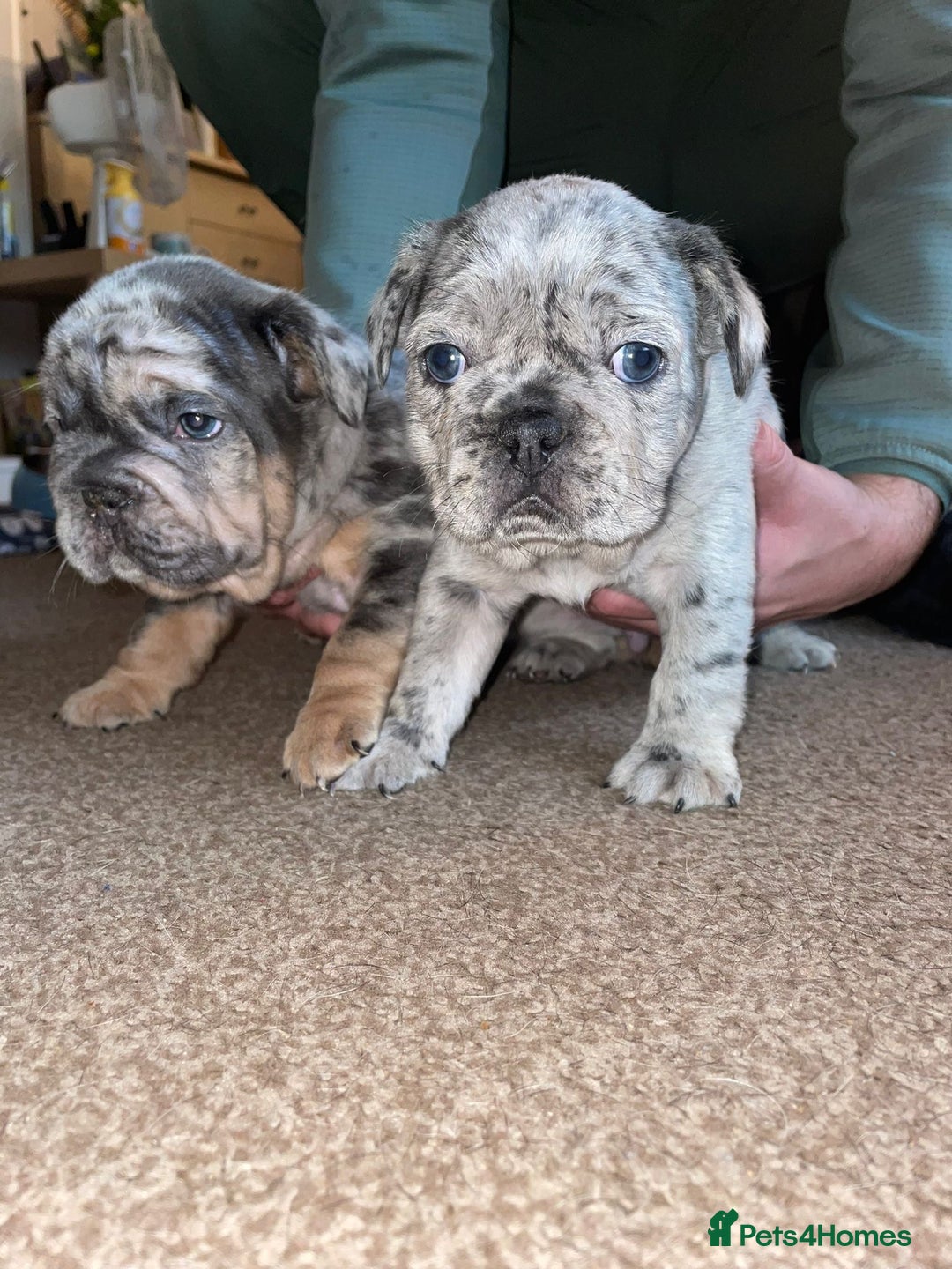 French Bulldog dogs for sale: Only 3 boys left, 5⭐️KC frenchies carrying fluffy  - Image 22