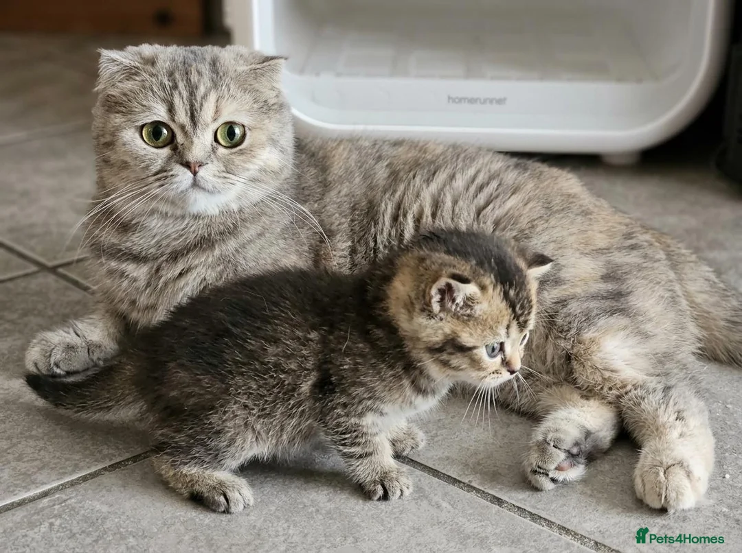 British Shorthair cats for sale: Adorable Kitten Ready For Reservation in Leamington Spa - Advert 20