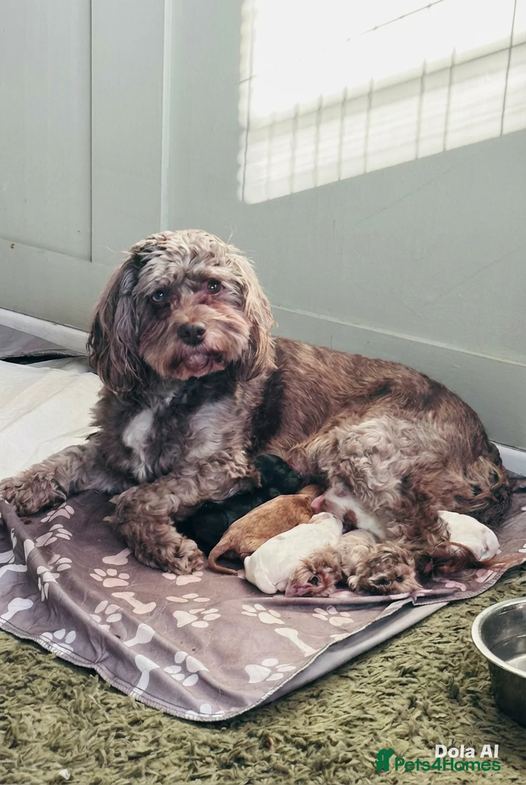 Cockapoo dogs for sale: 🐶 Beautiful F2 Cockapoo Puppies for Sale 🐶 - Advert 2