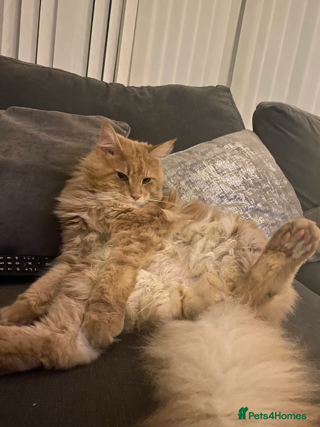 Maine Coon cats for stud: Alphie Maine coon STUD in Atherstone - Advert 5