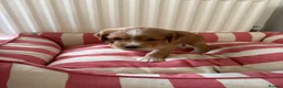 Cocker Spaniel dogs for sale: Gorgeous Working Cocker Spaniels in Northallerton - Advert 14