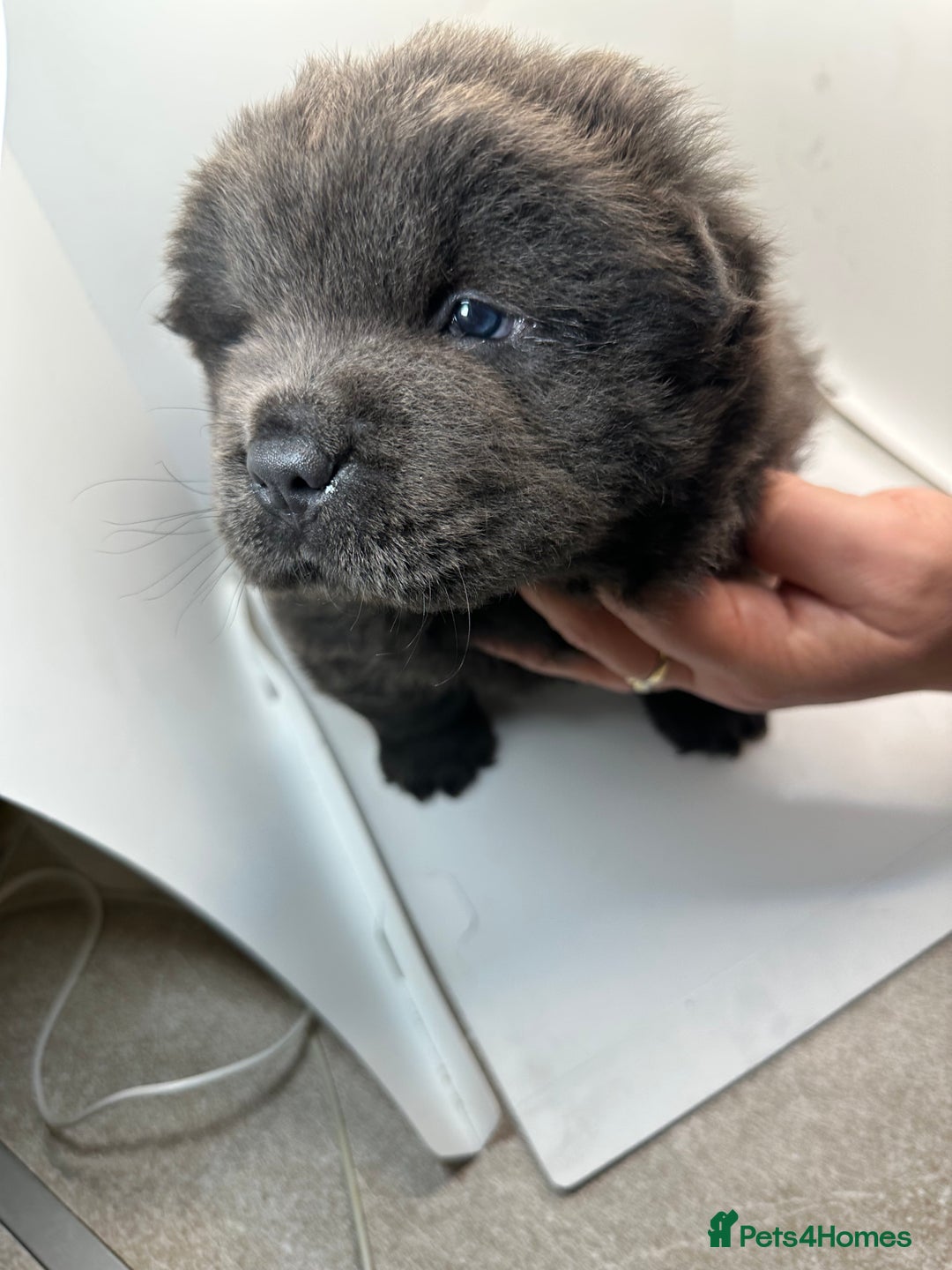 Chow Chow dogs for sale: Merle chow chow  - Advert 11