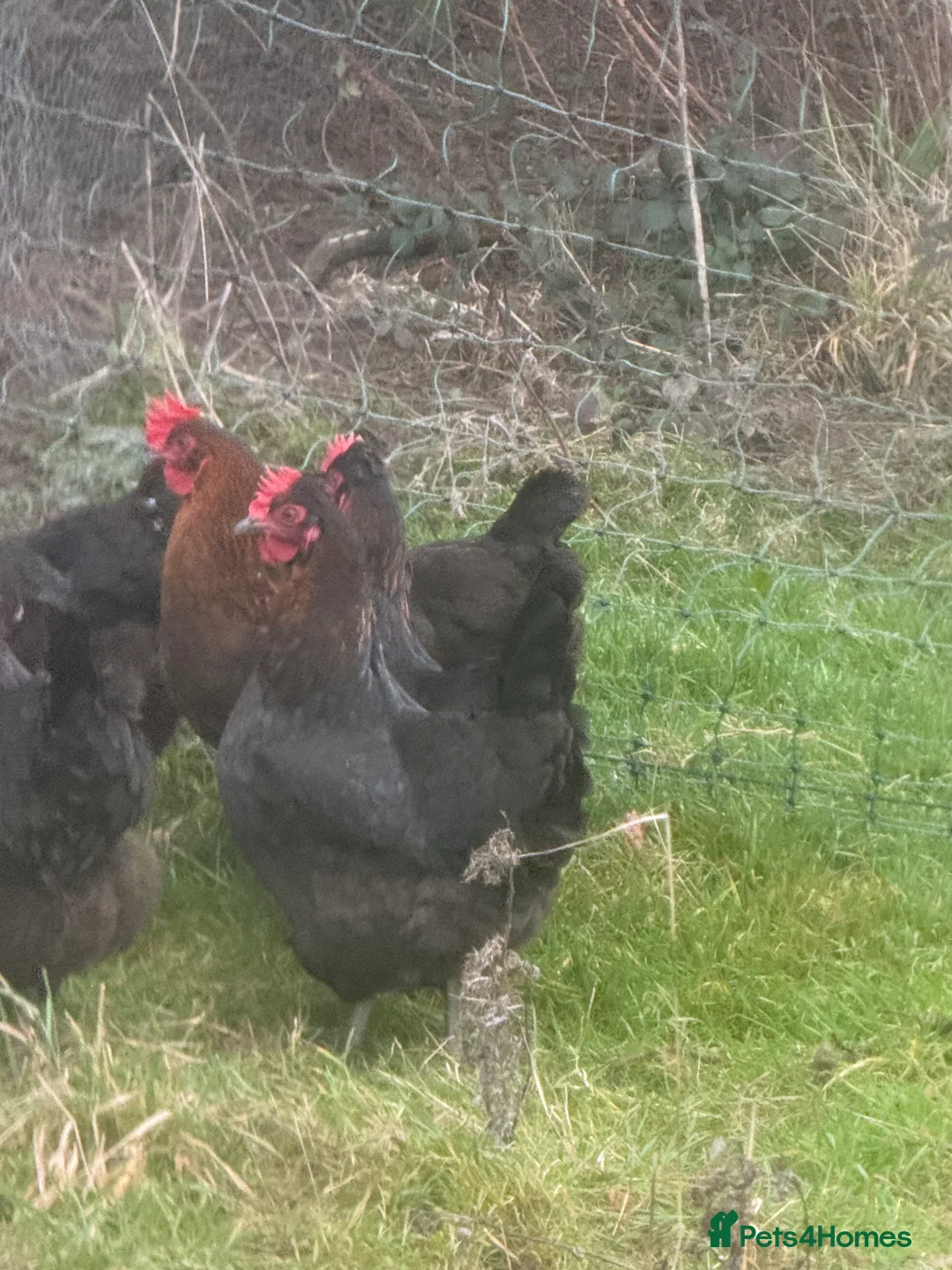 Chickens poultry for sale: Laying hens for sale - Advert 2