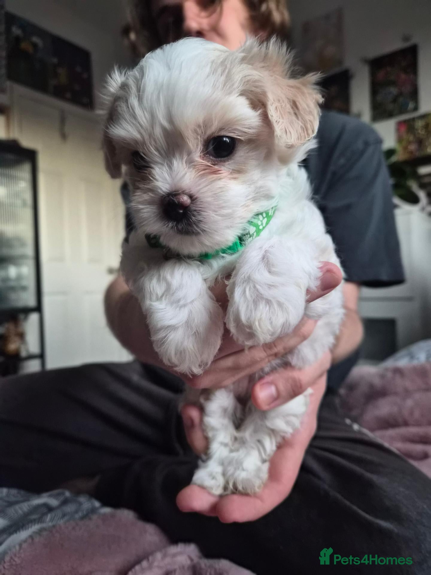 Maltipoo dogs  Mini Maltipoo F2 premium, butterfly nose - Advert 2