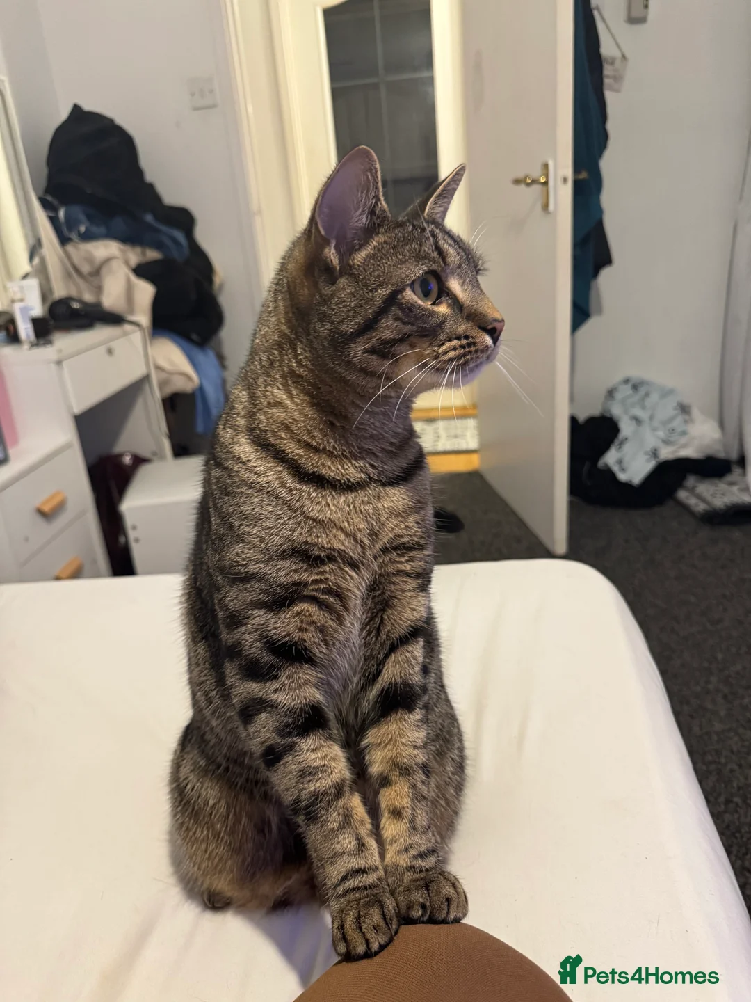 Egyptian Mau cats for sale: Cat for free  - Advert 4