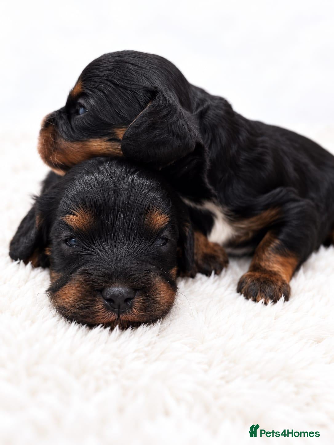Cavapoo dogs Beautiful Cavapoo puppies  - Advert 6