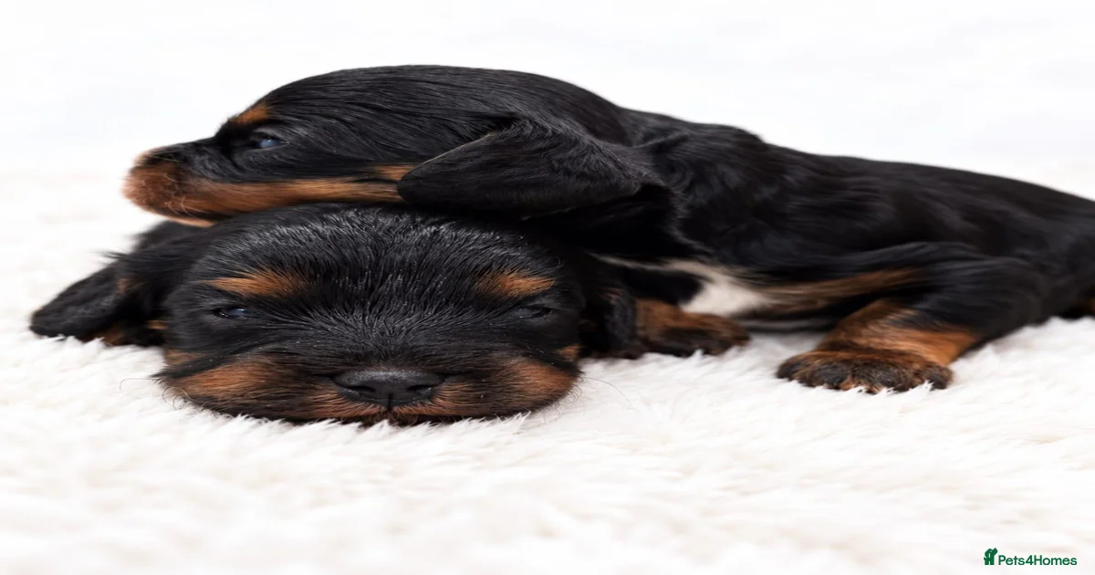 Cavapoo Puppies for sale in Newton-le-Willows, Merseyside | Pets4Homes