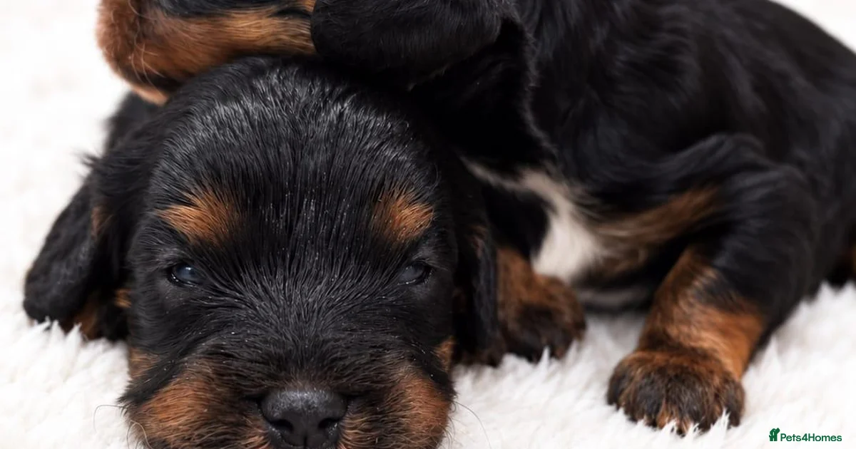 Cavapoo England Cavapoo Puppies for sale in Newton-le-Willows, Merseyside | Pets4Homes
