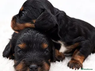 Cavapoo dogs Beautiful Cavapoo puppies - Advert 6