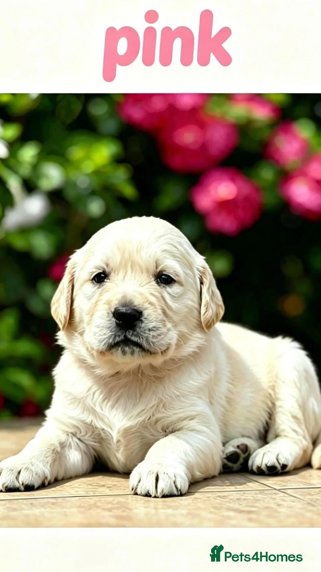 Golden Retriever dogs for sale: ⭐️ health tested golden retrievers ⭐️ - Advert 1