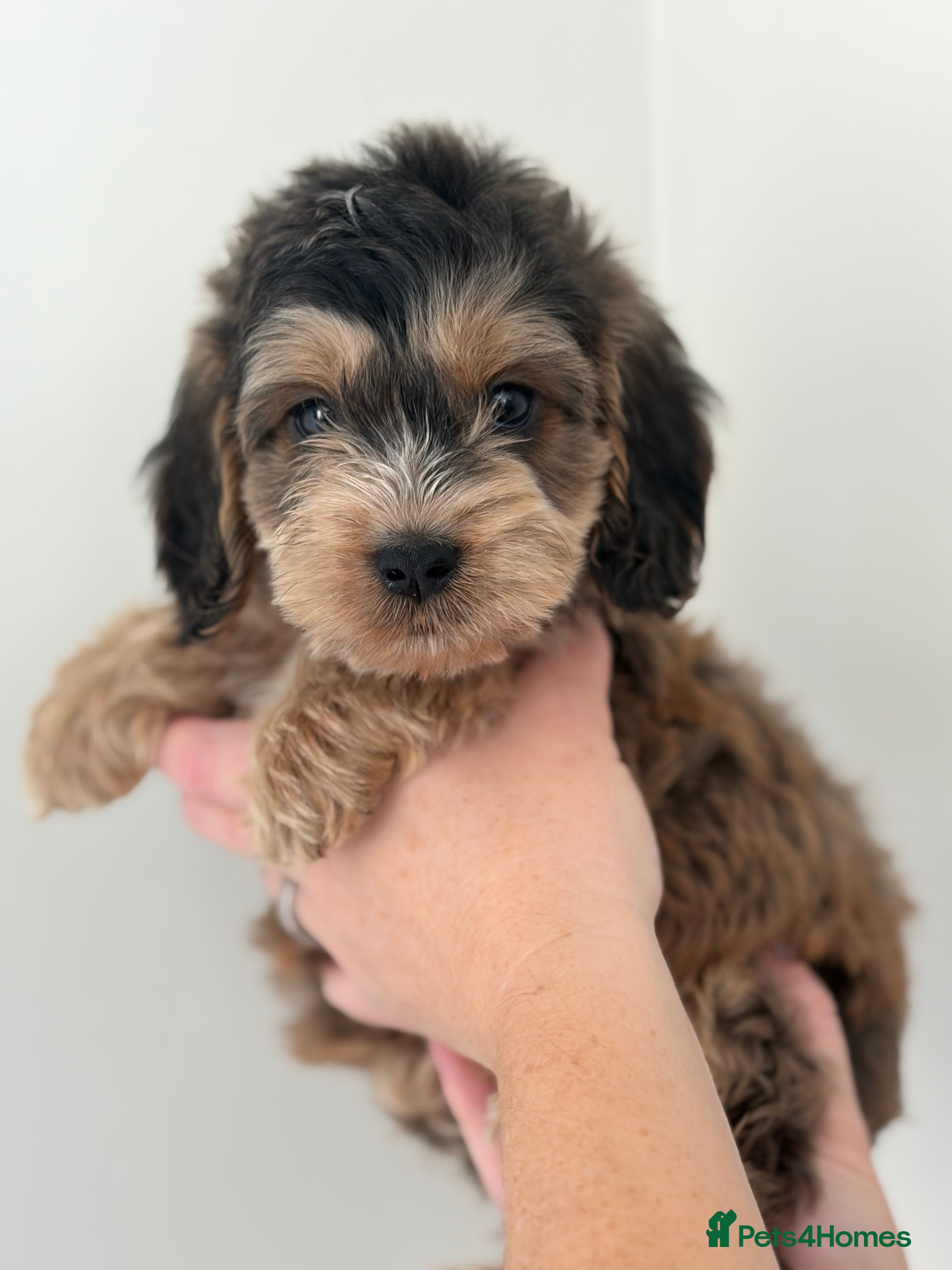 Cockapoo dogs for sale: Stunning sable cockerpoos  - Advert 2
