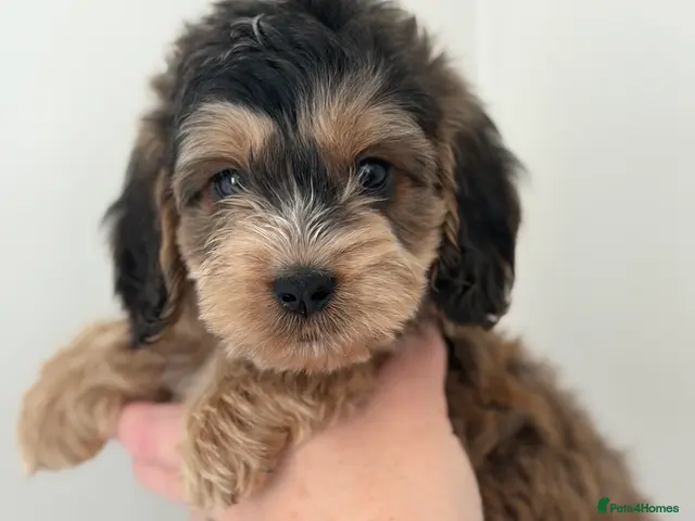 Cockapoo dogs for sale: Stunning sable cockerpoos - Advert 2