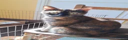 Mixed Breed cats for sale: Kittens for sale, mixed breed, 2 male, 5 females - Advert 9