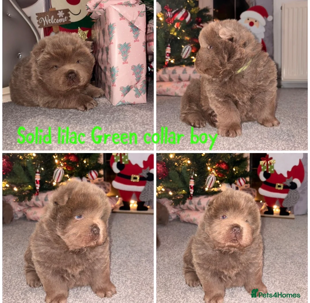 Chow Chow dogs for sale: DWKC Merle Chow chow puppies  - Advert 8