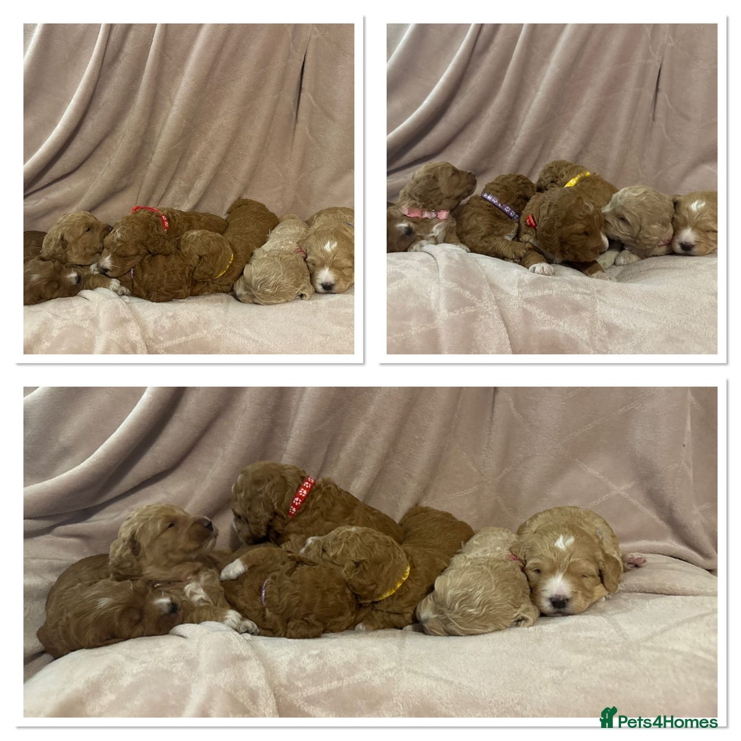 Goldendoodle dogs for sale: Beautiful Mini F1b goldendoodles family raised  - Advert 1
