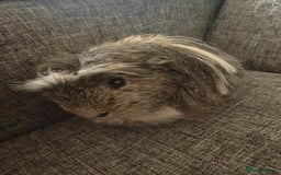 Guinea Pig rodents for sale: Male Guinea Pig For Free - Image 3