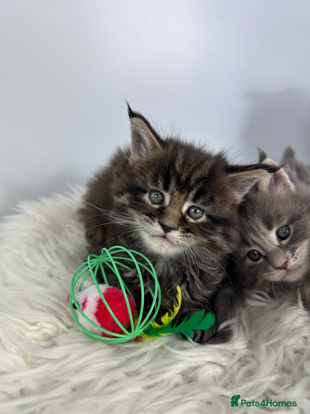 Maine Coon cats for sale: 6 Gorgeous Pure Breed Maine Coon Kittens - Advert 25
