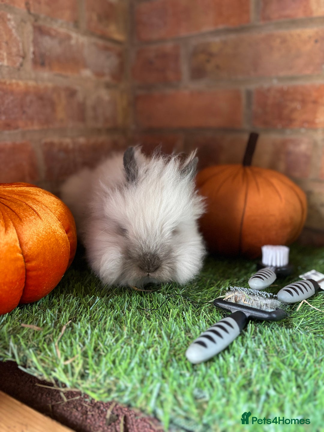 Gallery Image {{count}}