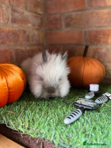 Gallery Image {{count}}