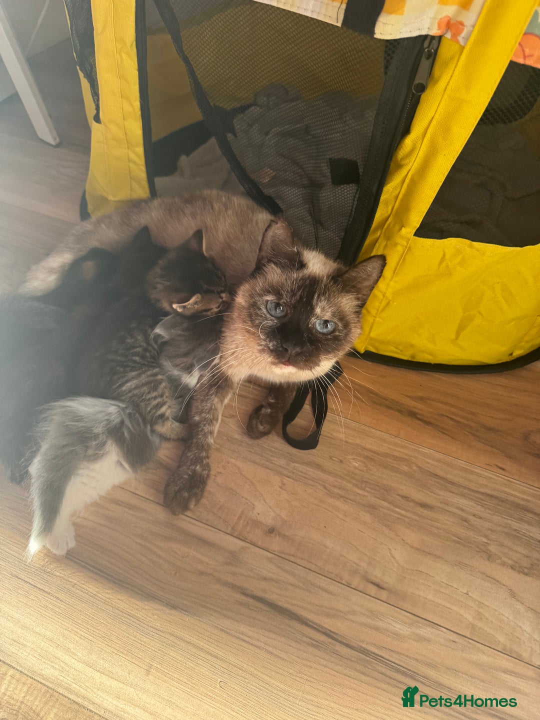 Mixed Breed cats for sale: 3 stunning unique kittens - Image 11