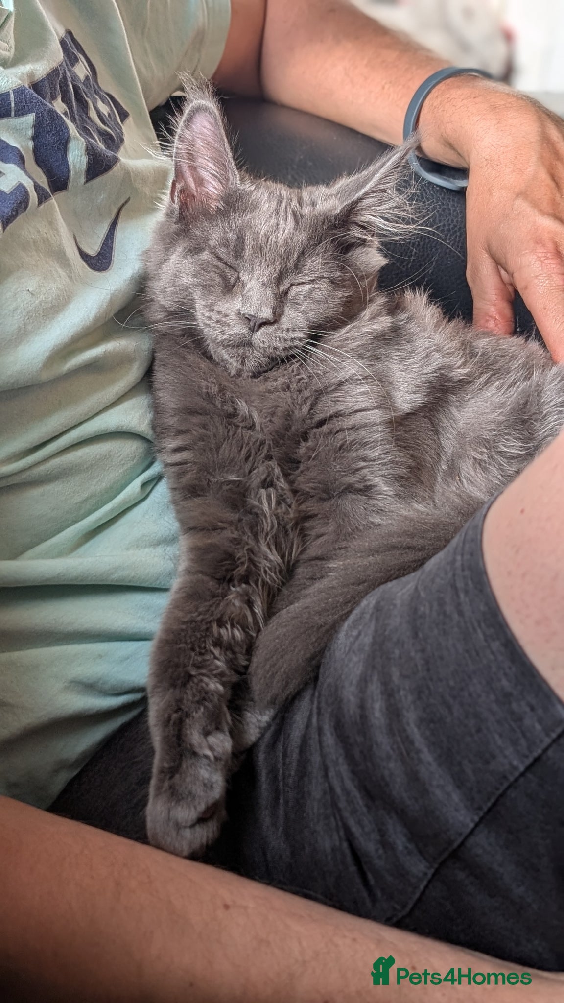 Maine Coon cats Pedigree Maine coons kittens Tica registered - Advert 1