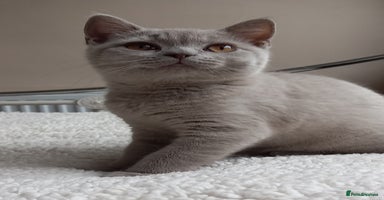 British Shorthair cats - Advert 6