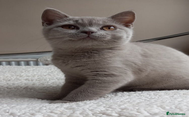 British Shorthair cats - Advert 11