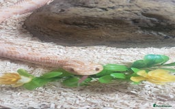Snake reptiles for sale: Triple A western hognose Arctic Albino - Image 1