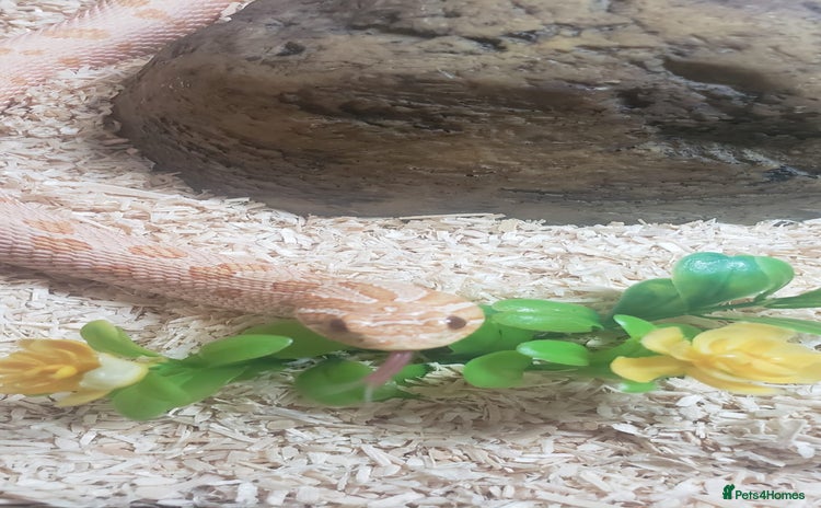 Snake reptiles - Advert 15