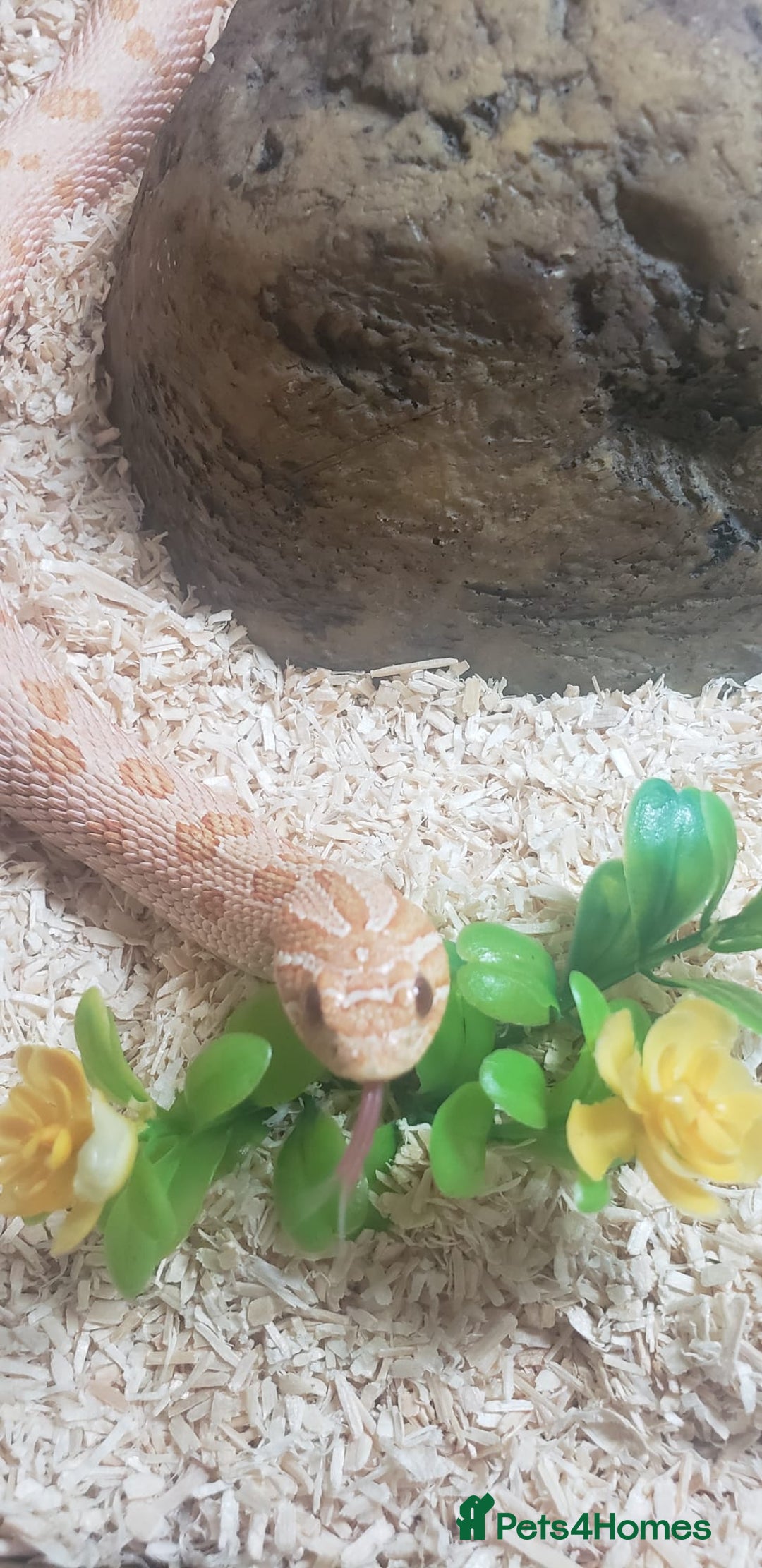 Snake reptiles for sale: Triple A western hognose Arctic Albino - Image 1