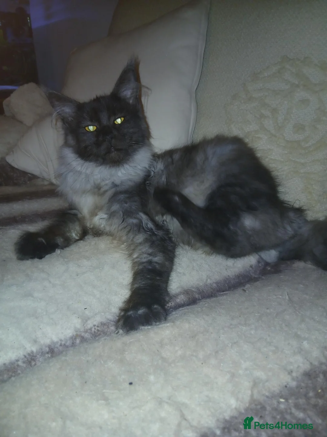 Maine Coon cats for sale: Maine coon Male - Advert 17