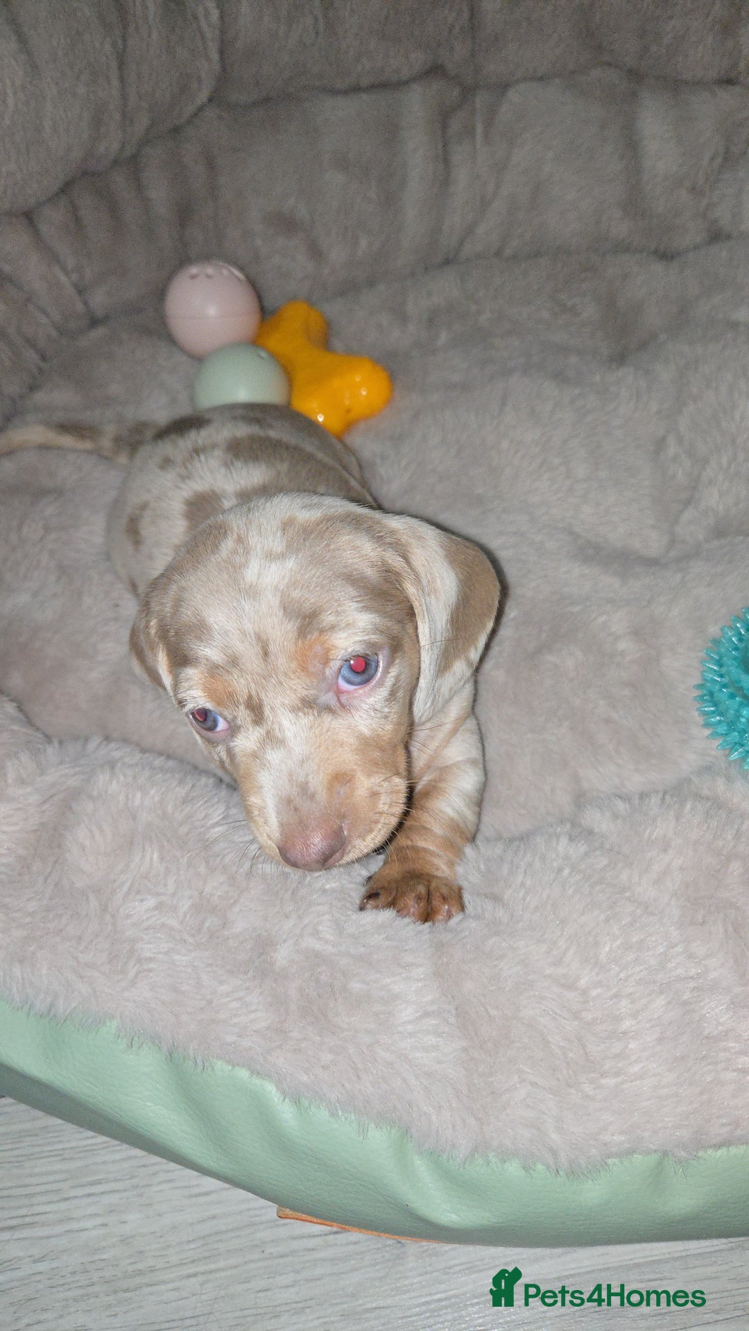 Dachshund dogs for sale: Beautiful KC REG dachshund pups - Advert 18