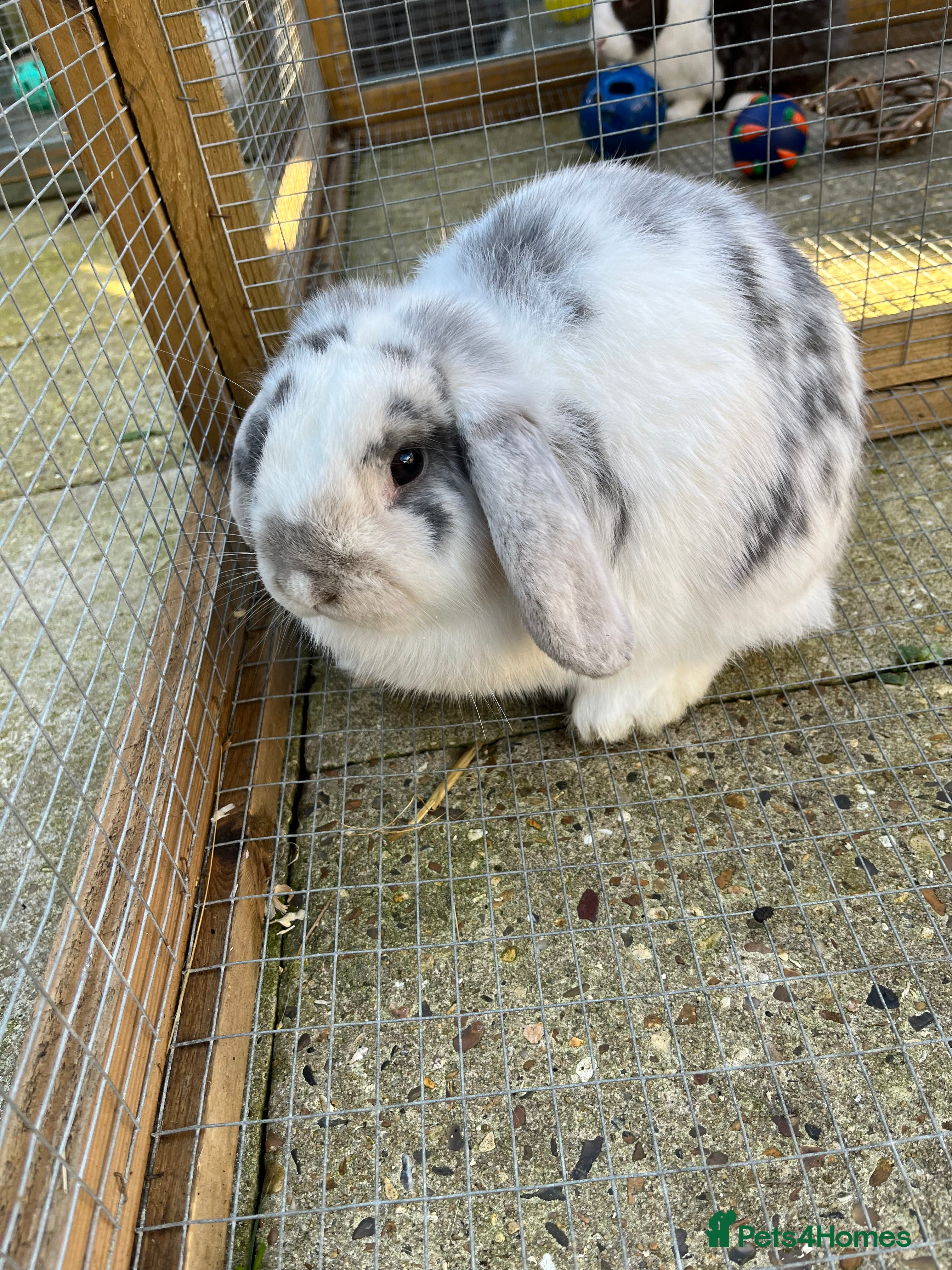 French Lop rabbits Male  - Advert 2