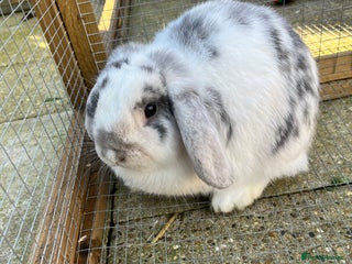 French Lop rabbits Male - Advert 2