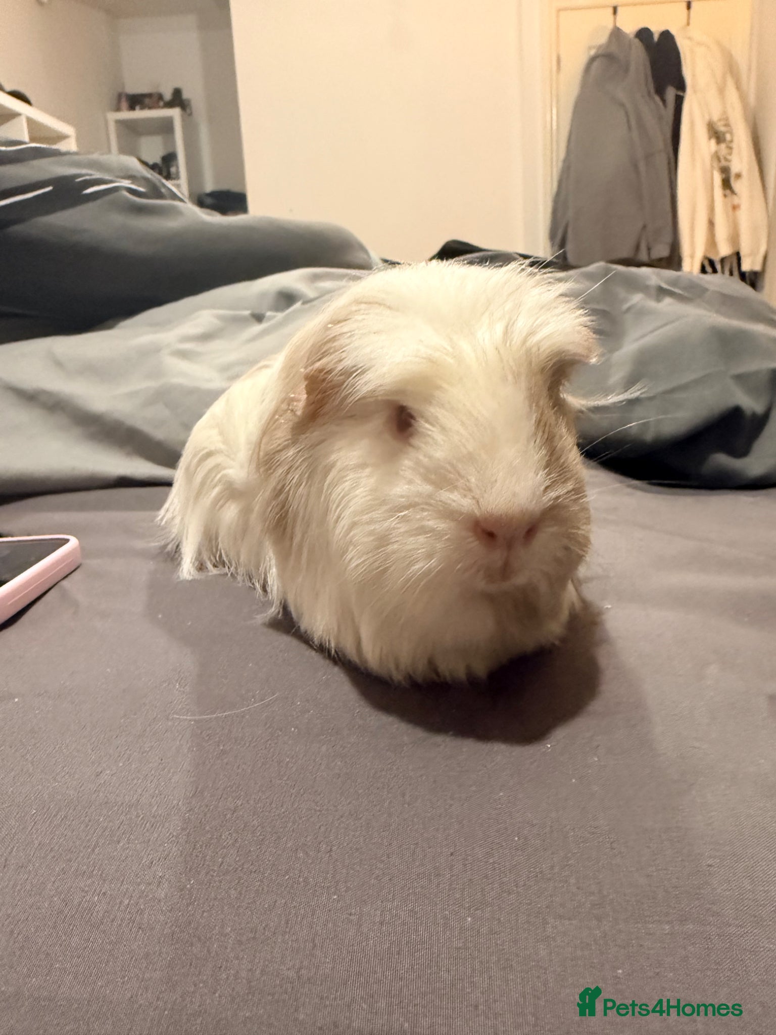 Guinea Pig rodents Female guinea pigs  - Advert 14