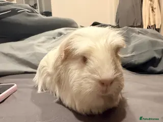 Guinea Pig rodents Female guinea pigs - Advert 14