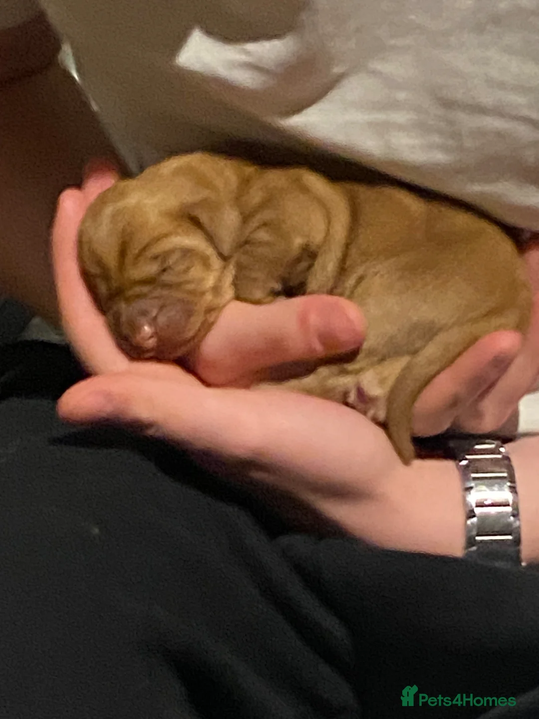 Hungarian Vizsla dogs for sale: LOVINGLY HANDLED WH HUNGARIAN vizsla puppies in Southampton - Advert 1