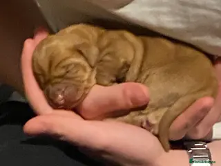 Hungarian Vizsla dogs Lovingly handled whhungarian vizsla puppies - Advert 1